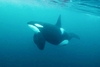 Killer whale (Orcinus orca)