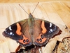 New Zealand red admiral (Vanessa gonerilla)