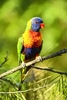 Rainbow lorikeet (Trichoglossus moluccanus)