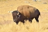 American bison (Bison bison)