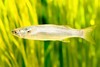 Atlantic herring (Clupea harengus)