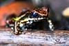 Marbled poison frog (Epipedobates boulengeri)