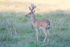 Pampas deer (Ozotoceros bezoarticus)