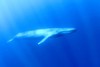 Blue whale