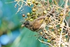 Palmchat (Dulus dominicus)