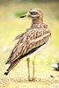 Eurasian stone-curlew (Burhinus oedicnemus)