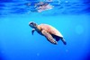 Green turtle (Chelonia mydas)