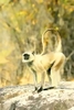 Hanuman langur (Semnopithecus entellus)