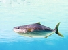 Cobia (Rachycentron canadum)