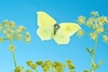 Common brimstone (Gonepteryx rhamni)