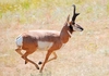 Pronghorn