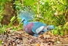 Victoria crowned pigeon (Goura victoria)