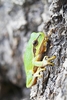 European tree frog (Hyla arborea)