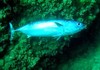 Frigate mackerel (Auxis thazard)