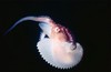Greater argonaut (Argonauta argo)