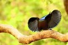Magnificent riflebird (Ptiloris magnificus)