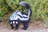 Striped polecat (Ictonyx striatus)