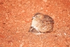Little buttonquail (Turnix velox)