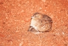 Little buttonquail (Turnix velox)