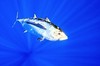 Bigeye tuna (Thunnus obesus)
