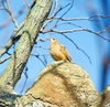 Rufous ovenbird (Furnarius rufus)