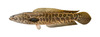 Snakehead (Channidae)
