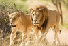 Lion (Panthera leo)