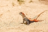 Common butterfly lizard (Leiolepis belliana)