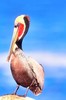 Brown pelican (Pelecanus occidentalis)