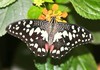 Chequered swallowtail (Papilio demoleus)