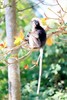 Dusky langur (Trachypithecus obscurus)