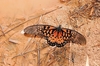 African giant swallowtail (Papilio antimachus)