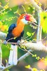 Narcondam hornbill (Rhyticeros narcondami)