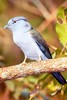 Cuckoo-roller (Leptosomus discolor)