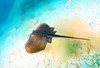 Common stingray (Dasyatis pastinaca)