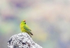 Reischek's parakeet (Cyanoramphus hochstetteri)