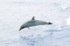 Pantropical spotted dolphin (Stenella attenuata)