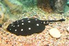 White-blotched river stingray (Potamotrygon leopoldi)