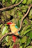 Stork-billed kingfisher (Pelargopsis capensis)