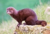 American mink (Neogale vison)