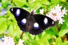 Common eggfly (Hypolimnas bolina)