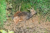 Visayan spotted deer (Cervus alfredi)