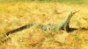 Quince monitor (Varanus melinus)