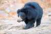 Sloth bear (Melursus ursinus)