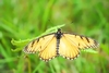 Yellow coster (Acraea issoria)