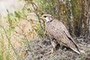 Prairie falcon (Falco mexicanus)
