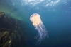 Lion's mane jellyfish (Cyanea capillata)