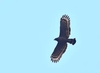 Philippine serpent eagle (Spilornis holospilus)