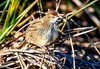 Fernbird (Poodytes punctatus)