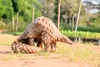 Indian pangolin (Manis crassicaudata)